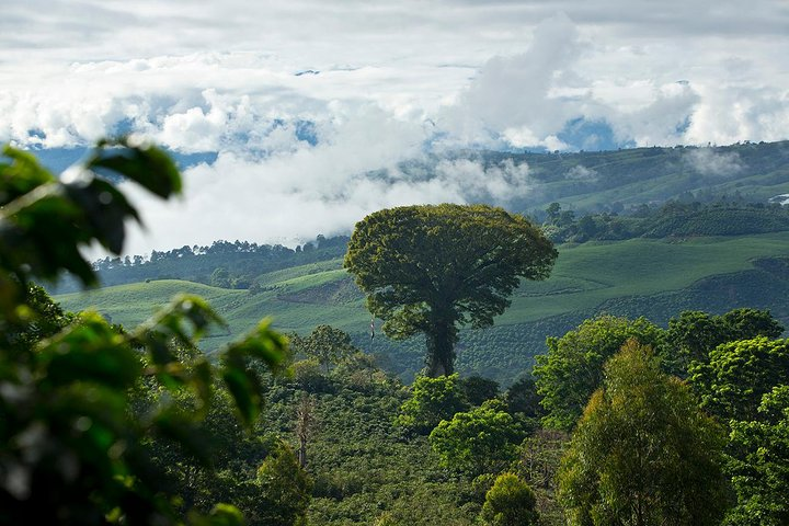 Ceibo Tree, a symbole of Aquiares